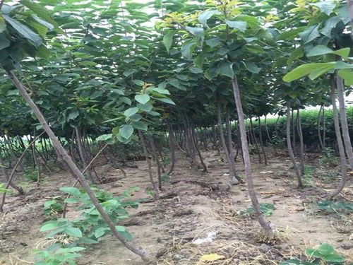 新栽樱桃树应该怎样合理浇水以保证其成活和健康成长