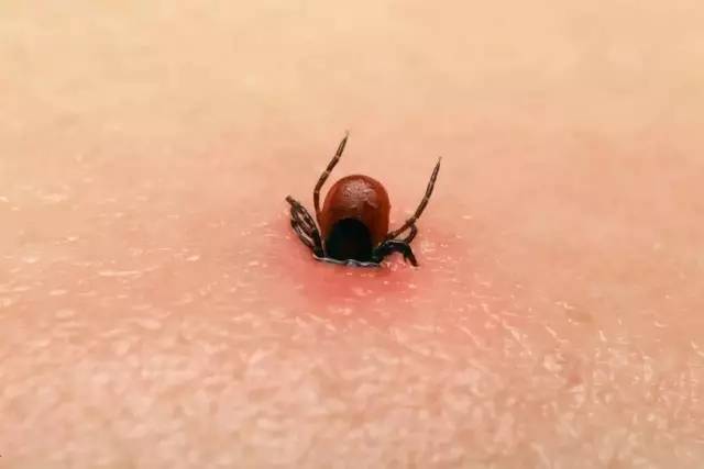 火鸡六鞭毛虫病是一种由六鞭毛虫引起的寄生虫病