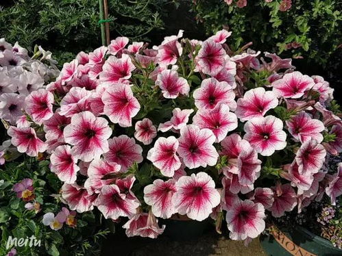 草花种植：春季与秋季的奥秘