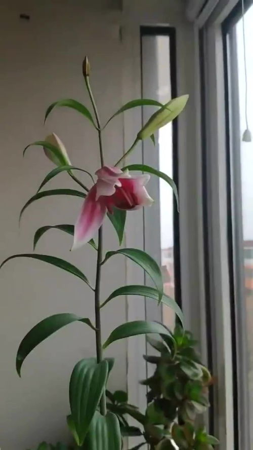 在家种百合：轻松水培，绽放美丽花朵！