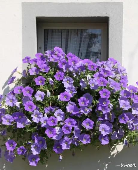 矮牵牛：花色多样， 花期长