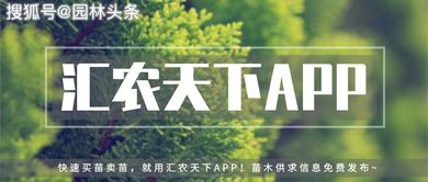 彩叶苗木市场潜力巨大， 容器彩叶苗木成新宠