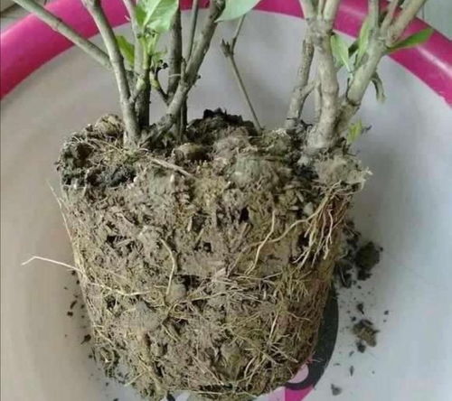 雷区③：天天浇水