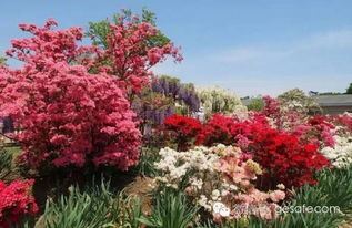 四、紫藤花的生长周期