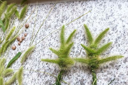 土豆，地里的“宝贝”