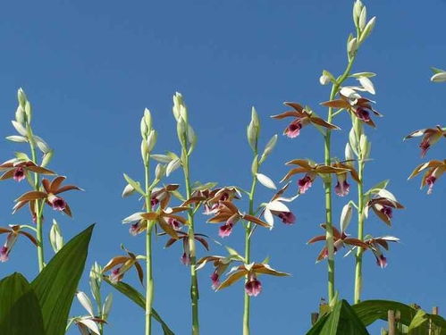 鹤顶兰病虫害防治策略