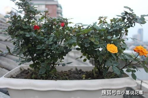 月季老桩种植前的准备