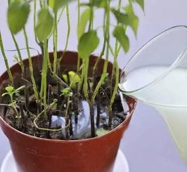 淘米水加鸡蛋壳：营养全面 长效释放