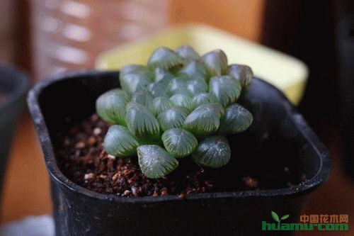 警惕这些多肉植物，误食风险高！