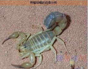 蝎子莲花如何科学养殖，有哪些技巧和注意事项