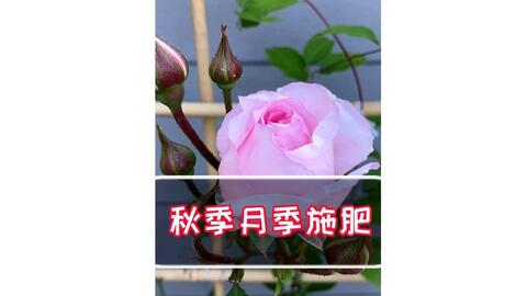 月季花儿：有机肥的妙用