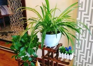 每平方米摆放多少株合适？