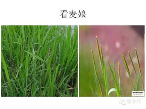 杂草， 农田里的头号敌人