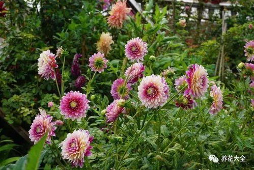 江浙种花那些事， 大爷烟杆子下的真言