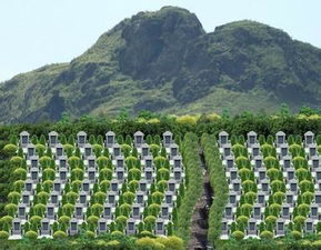 农村坟墓的适宜花卉