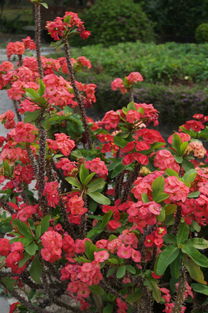 与虎刺梅的相似之处