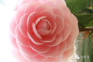 茶花室内养护时如何根据茶花栽培环境技巧调整光照和湿度