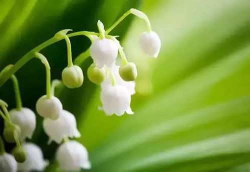 茉莉花种子市场价波动，种植方法多样
