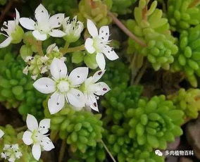 土壤小讲究：透气排水是关键