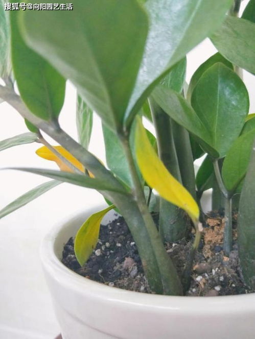 症状识别：黄叶的病因