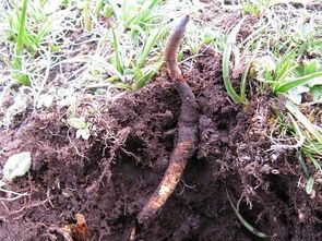 甘蔗叶子有虫子怎么办？