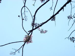 紫花树之谜， 引人探寻