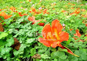 火焰卫矛：火焰般的热情