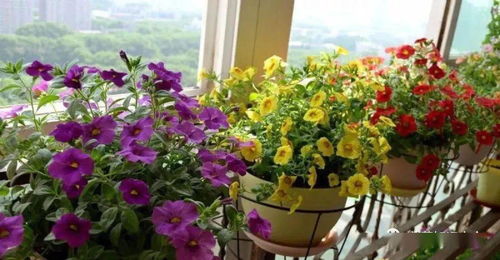 先说说你得有一颗爱花的心