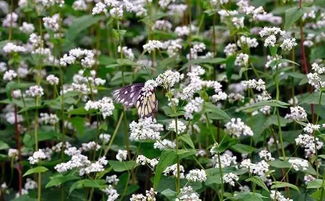 荞麦花的播种时间