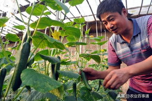 冬日蔬菜防冻，这些方法要知道