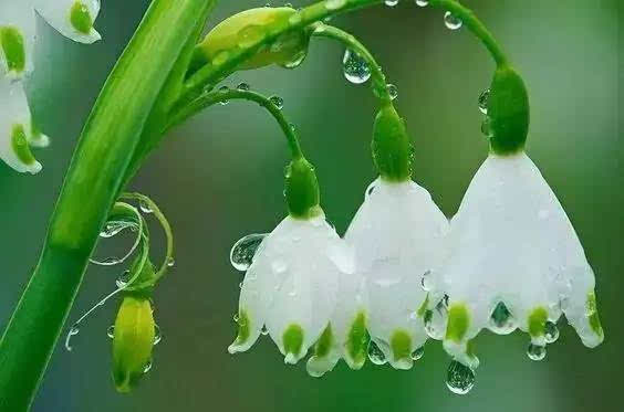 雪滴花美图哪里找？海量高清等你来发现