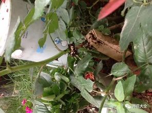 月季花的插活技巧