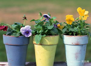 室内好养的花草，你了解多少？