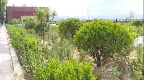 柏树偏爱阳光，水润更佳！