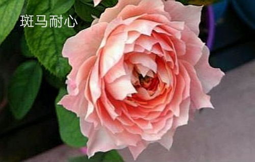 日本月季的争议