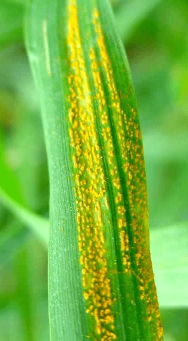 小麦的条锈病，你了解多少？