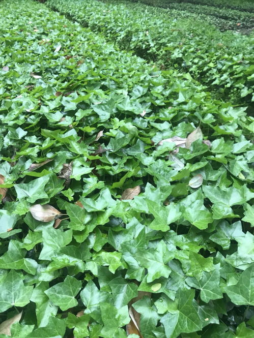 基地品种：多种多样任你挑