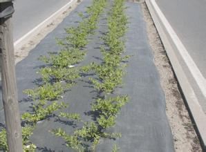 果园防草布可有效抑制杂草生长,保护土壤
