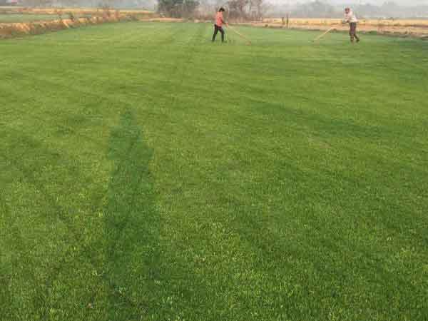 黑麦草等：产量、 耐寒力者阝好