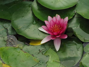 花期追肥的黄金比例