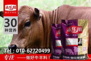 2万吨预混料饲料厂产值如何？预混料十大名牌排行中哪款产品更受欢迎？