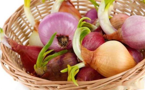 发芽的生姜、大蒜、洋葱是否还能食用