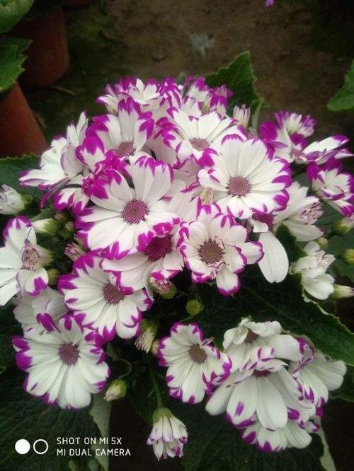 独特花名，如何取