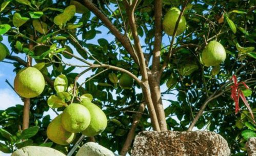 柚子种植的常见问题解答