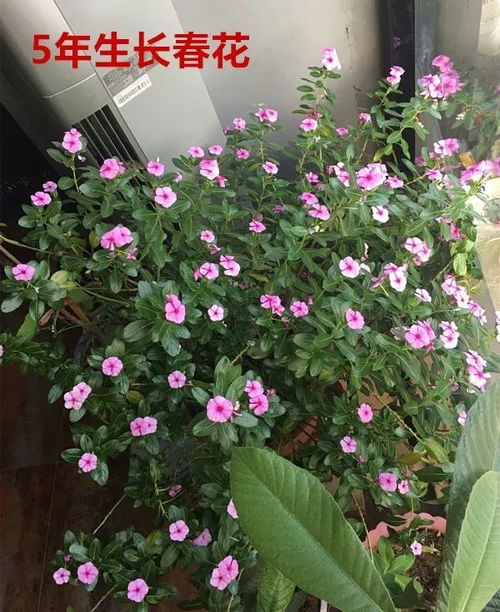 ▍三伏天种花的秘密｜高温催芽的玄机