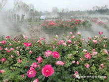 月季大观园，花海中的仙境