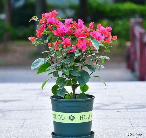 三角梅：南方人的开挂神器