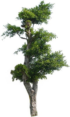 树木的种类与多样性