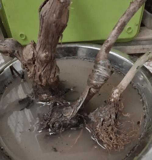 生根粉使用方法来了！别再瞎用浪费了