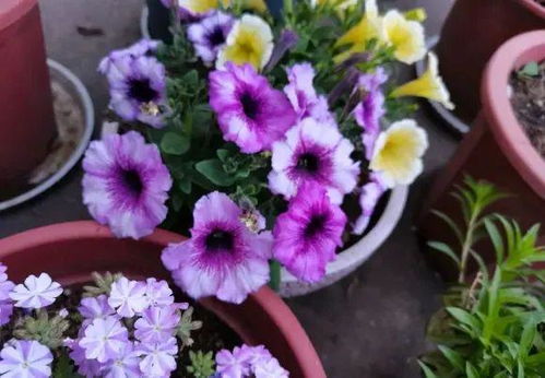 矮牵牛：小巧玲珑